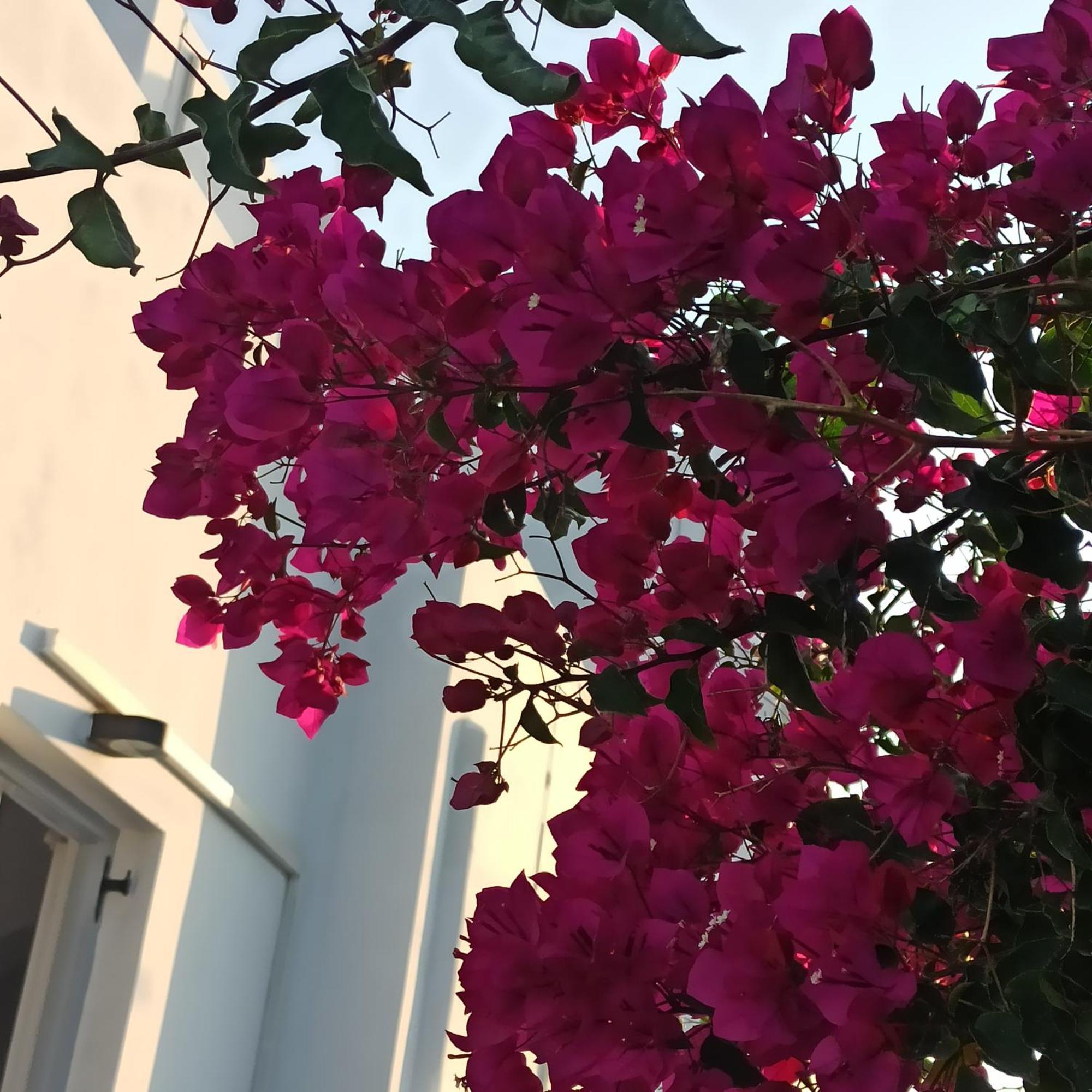 Isalos Paros 纳乌萨 外观 照片